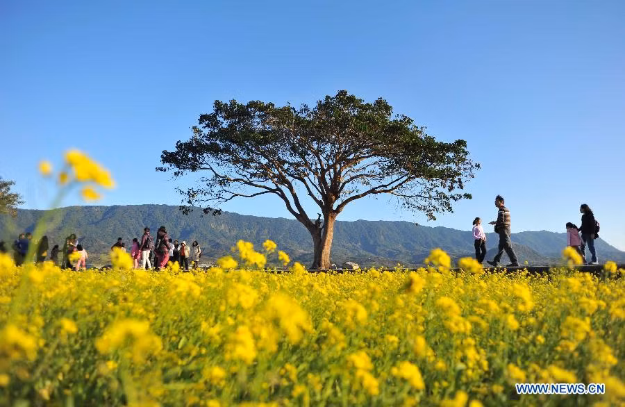Bị thu hút bởi vẻ đẹp của hoa cải, cứ mỗi khi mùa hoa nở rộ về, giới trẻ Đài Loan lại nườm nượp kéo đến đây chụp ảnh.