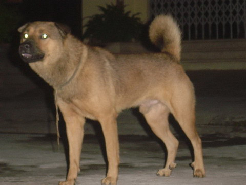 Không chỉ giỏi giữ nhà, chó còn có thể được huấn luyện để trở thành những chiến binh quả cảm.