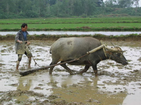 Những chú trâu hiền lành sẻ trở thành vũ khí lợi hại với "hỏa ngưu trận".