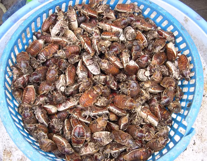 Bọ rầy (giống như đuông dừa) nhưng loài này chỉ xuất hiện vào đầu mùa mưa trong năm từ tháng 4 đến tháng 6. Giá bán đầu mùa khoảng 3.000 đồng/con, khi vào vụ rộ giá từ 2.000 -2.500 đồng/con.