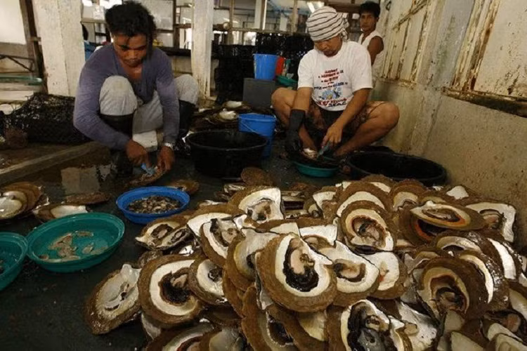 Các công nhân tách vỏ để lấy viên ngọc bên trong.