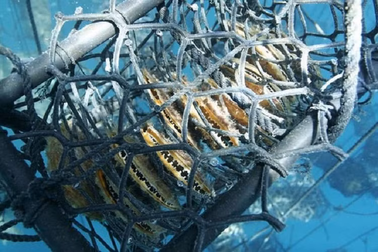 Hiện tại, chỉ có khu vực biển phía đông của Philippines mới có thể tìm thấy loại trai này.