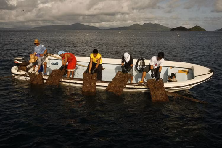 Chu kỳ từ khi cấy nhân tới khi thu hoạch cần từ 2-5 năm.