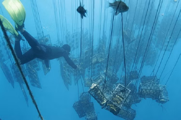 Những lồng nuôi trai dưới đáy đại dương.