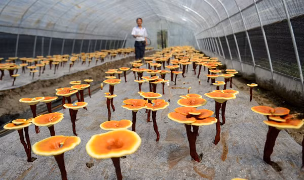 Giá bán loại nấm linh chi này trên thị trường là 800 nhân dân tệ/kg (tương đương 129 USD).