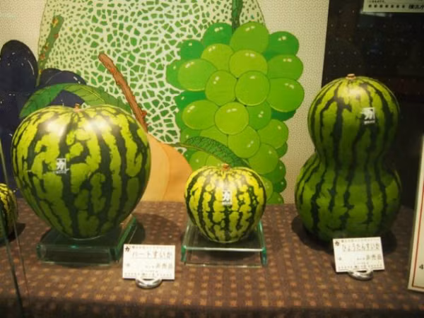Dưa hình dạng quả bầu cũng xuất hiện trên thị trường Nhật Bản.