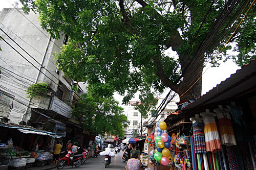 Ngôi nhà tại chợ Nam Đồng trở nên siêu dị khi bị cây xà cừ mọc xuyên qua mái.