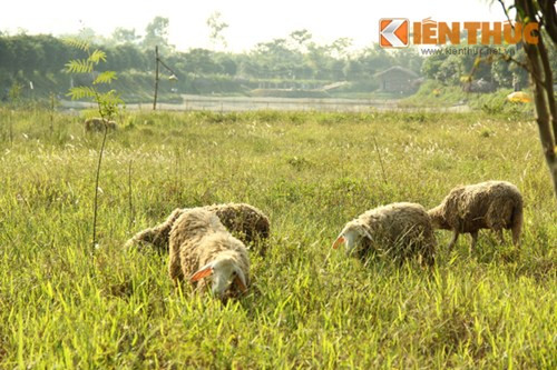 Những chú cừu trong khu vườn thượng uyển ven sông Hồng.