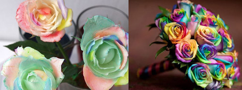 Phân biệt hoa hồng 7 màu Việt Nam (bên trái) và hoa hồng Hà Lan ( bên phải).