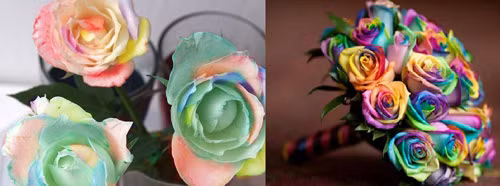 Phân biệt hoa hồng 7 màu Việt Nam (bên trái) và hoa hồng Hà Lan ( bên phải).