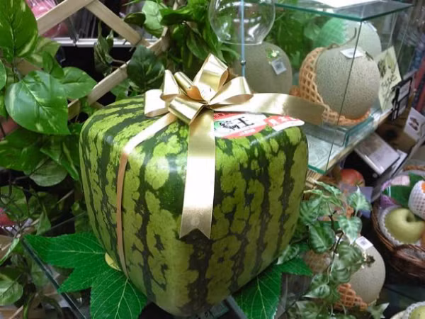 Dưa hấu hình vuông không còn xa lạ trên thị trường Nhật Bản. Giá của một quả dưa vuông này khoảng 125 USD.