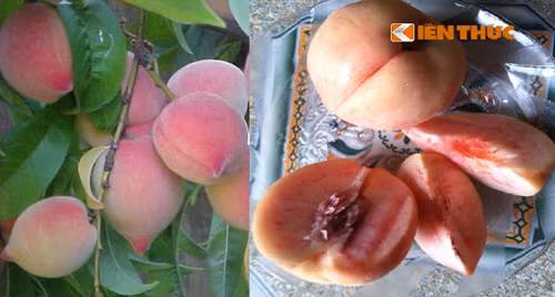 Sự khác biệt giữa đào chuẩn Sapa (bên trái) và đào Trung Quốc đội lốt (bên phải).