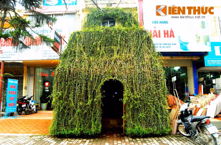 Tạo hình nổi bần bật của ngôi nhà khiến nhiều người đi đường phải ngoái nhìn. Dây leo phủ kín, được uốn và cắt tỉa từ mái xuống cổng cầu kỳ. Theo lời của gia chủ là bác Đ.C.Đ, đây là cây cúc tần Ấn Độ, được ưa chuộng trồng tại nhà vì dễ sống và ít rụng lá cả bốn mùa. 