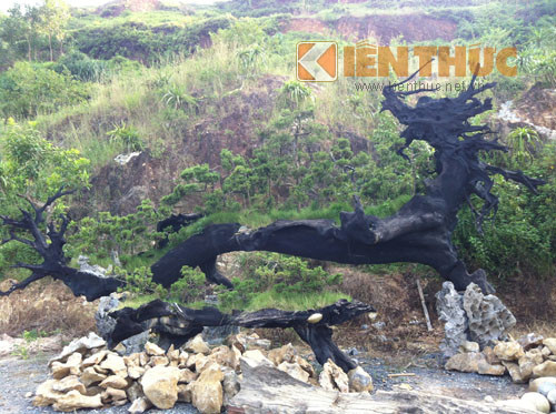 Đây là tác phẩm gỗ lũa có màu đen đặc trưng được tạo hình thành một con rồng và trồng nhiều cây tùng trên thân cây. Anh Hoan đặt tên cho tác phẩm này là thuyền rồng. Tác phẩm được định giá khoảng 600 triệu đồng.