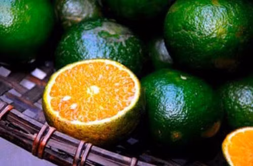 Hiện, Việt Nam mới trồng được hai giống cam là cam xanh quả to, vỏ sần và cam quả tròn, nhỏ có màu xanh vàng. Hơn nữa, do quá trình phòng trừ giống nhện (châm vỏ cam) chưa tốt nên cam Việt thường có vỏ rám.