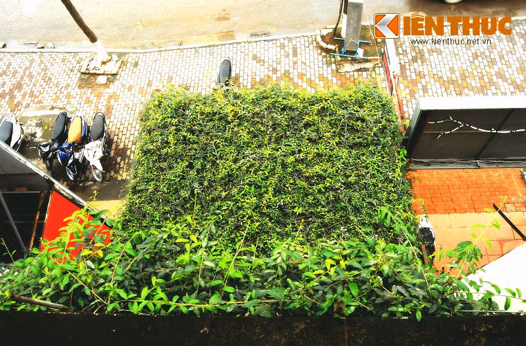 Dây leo bám sát tường lên trên mái nhà, tránh ánh nắng mùa hè, nhìn từ trên xuống trông như một dòng thác xanh mướt mắt. Gia chủ vì muốn có một không gian sống gần gũi thiên nhiên nên đã để cho cây phủ kín căn nhà. Tuy nhiên, nhiều khi phải "chịu trận" tối tăm vì cây mọc rậm rạp, che hết ánh sáng.