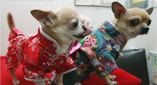 Những dịch vụ mới cho thú cưng cũng đang xuất hiện ngày càng nhiều, như châm cứu, trị liệu thảo dược, nhuộm uốn lông, cắt sửa móng và yoga. Một thẩm mỹ viện ở Hong Kong (Trung Quốc) còn cung cấp dịch vụ mát-xa kiểu Trung Quốc và nắn xương để ngăn ngừa bệnh phong thấp và giảm đau khớp hông. Chi phí cho 20 phút là 15 USD.