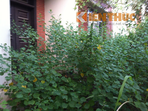 Thậm chí cỏ mọc trùm kín hết cả mặt tiền của ngôi nhà, không còn thấy lối đi.