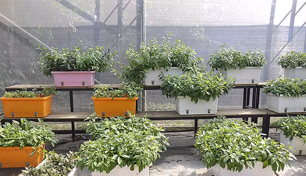 Một góc sân được trang trí bằng kệ bậc thang đẹp mắt.