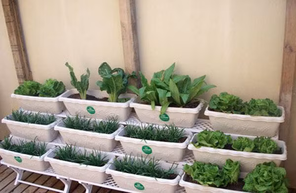 Hiện trên thị trường có bán các loại kệ trồng rau nghệ thuật, mỗi kệ có 2 hoặc 3 tầng tùy mục đích sử dụng. Kệ này có kích thước bộ khung cao 90 cm, dài 67 cm và rộng 45 cm, có giá 840.000 đồng. Mỗi tầng có thể đặt được 2 chậu dài thông minh 67 cm có giá 90.000 đồng/chậu.