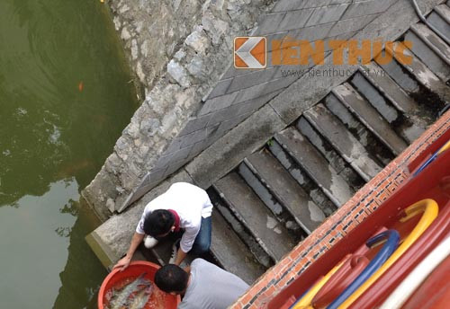 Ông Việt cho biết ông đã cung cấp hàng chục con cá thần để tiến vào các chùa trên địa bàn Hà Nội. Và toàn bộ những con cá được thả nuôi tại ao chùa đều sinh trưởng và phát triển tốt.