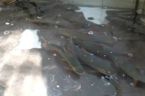 Hiện, ông Việt đã mạnh dạn đưa loại cá này về chế biến tại nhà hàng. Đó là loại cá thần được mua từ các tỉnh miền núi phía Bắc. Theo ông Việt, người dân ở đây không chỉ đánh bắt mà còn chăn nuôi rất nhiều.