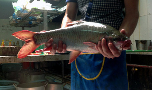 Thịt cá rất thơm ngon và có giá trị dinh dưỡng cao nên có giá khá đắt đỏ. Hiện giá bán khoảng 1 triệu đồng/kg. Vì vậy mà những món ăn được chế biến từ loại cá này cũng là đặc sản cao cấp của giới đại gia Hà Nội.