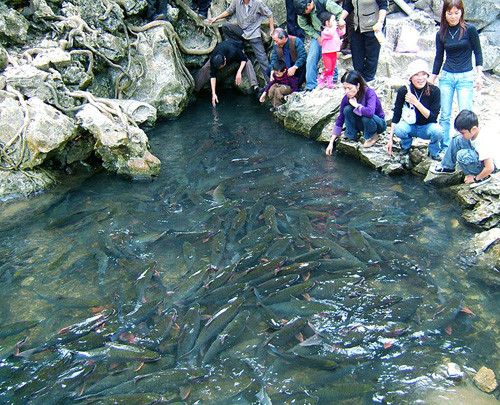 Xung quanh đàn cá này đã có rất nhiều câu chuyện mang tính chất tâm linh nhưng theo người dân ở đây là hoàn toàn có thật. Vì thế, hầu như không ai dám ăn cá.