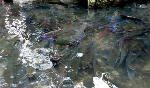 Tuy nhiên, theo ông Đỗ Hồng Việt , chủ một nhà hàng kinh doanh cá sông ở Hà Nội - người đưa "cá thần" lên bàn nhậu, cho biết: Tôi đã đến Thanh Hóa để tìm hiểu về loài "cá thần" này và được các vị cao niên kể lại, trước đây vùng đất này có nhiều đồi cây gỗ lim nên khi lá của cây rụng xuống suối, cá ở đây ăn phải nên bị nhiễm độc. Chính vì vậy, khi người ăn phải những con cá này sẽ bị ngộ độc mà chết.