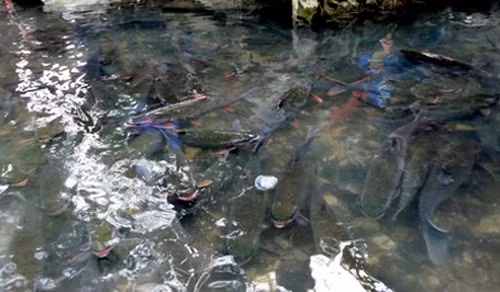 Tuy nhiên, theo ông Đỗ Hồng Việt , chủ một nhà hàng kinh doanh cá sông ở Hà Nội - người đưa "cá thần" lên bàn nhậu, cho biết: Tôi đã đến Thanh Hóa để tìm hiểu về loài "cá thần" này và được các vị cao niên kể lại, trước đây vùng đất này có nhiều đồi cây gỗ lim nên khi lá của cây rụng xuống suối, cá ở đây ăn phải nên bị nhiễm độc. Chính vì vậy, khi người ăn phải những con cá này sẽ bị ngộ độc mà chết.