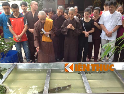 Mỗi lần tiến sẽ có hai con cá, 1 con đực và 1 con cái, chúng được nhà sư làm lễ cúng và được thả xuống ao của ngôi chùa để nuôi.