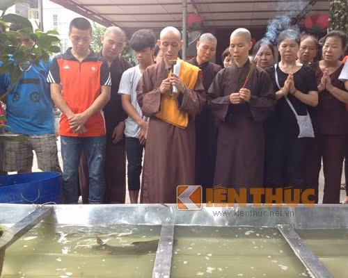 Không chỉ vậy, nhiều người còn sẵn sàng chi tiền để mua "cá thần" tiến vào các chùa. Những con "cá thần" này sẽ được chọn lọc cẩn thận, đó là những con có sức khỏe tốt, cân nặng từ 2 đến 3 kg.