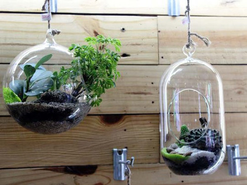 Vì “cây không khí” hấp thụ chất dinh dưỡng và nước thông qua không khí nên chỉ cần, phun nước dạng sương khoảng từ 3-7 ngày/lần, gần 10 ngày cho ngâm nước 10 phút. Còn treo cây ở những nơi ẩm ướt, như hồ cá, cây xanh không cần phải phun nước thường xuyên.