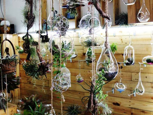 Cây không khí là loại cây không trồng trong đất mà treo lơ lửng trên không, sống nhờ không khí. Tại Việt Nam, cây không khí có 12 loại, giá bán bình quân từ 30.000-800.000 đồng/cây. Ngoài việc trang trí trong nhà, cây còn có chức năng lọc không khí vào ban đêm.