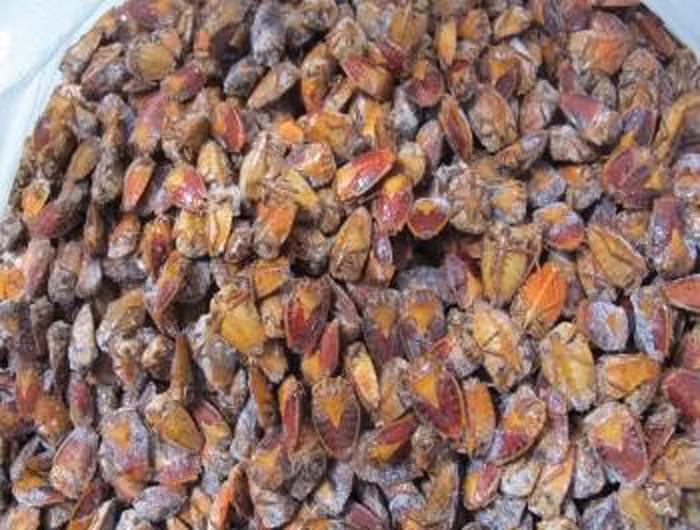 Bọ xít được bán với giá 220.000/kg.