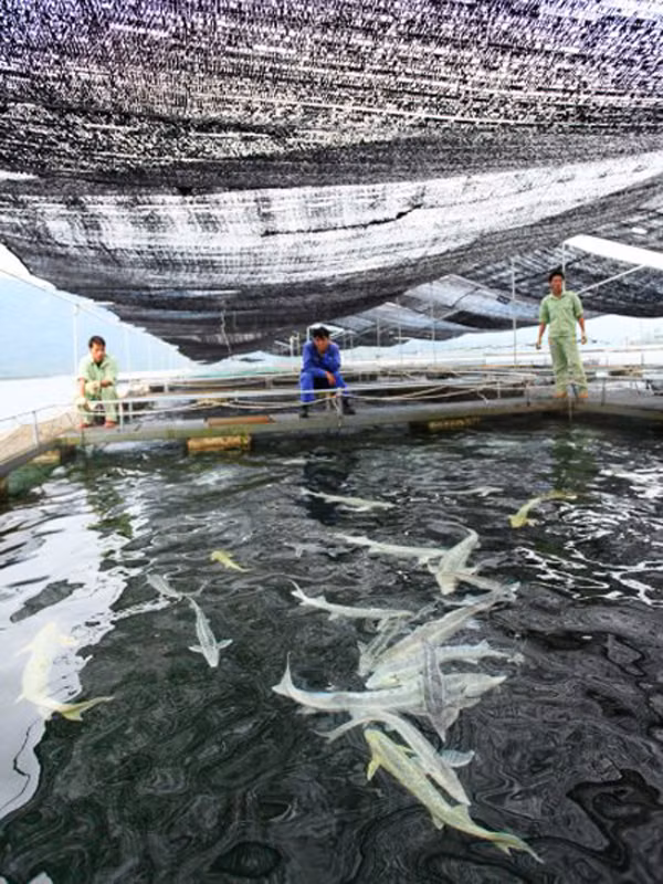 Cá tầm sinh trưởng và phát triển tốt, hứa hẹn cho thu hoạch 30 tấn trong hai năm tới. Ảnh: Internet.