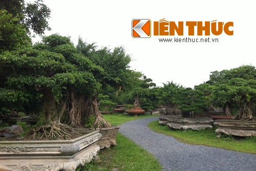 Khu vườn gồm gần 5000 cây cảnh với đủ chủng loại, kích cỡ, độ tuổi, thế giáng và giá trị.