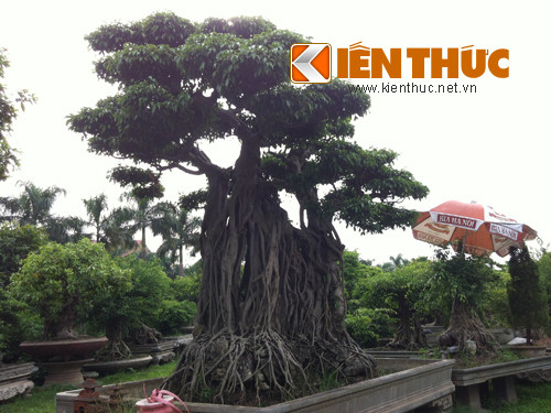 Dù ông không tiết lộ giá trị của những cây cảnh trong khu vườn nhưng nhiều chuyên gia về cây cảnh đã đánh giá rằng khu vườn này đáng giá hàng trăm tỷ đồng.