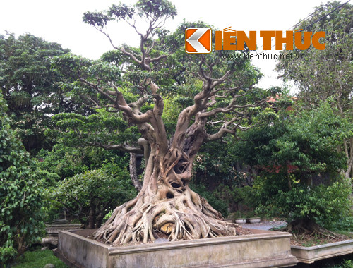 Vị đại gia này cho biết trong khu vườn có rất nhiều cây cảnh được khách trả giá rất cao nhưng ông không bán bởi ông có một niềm đam mê lớn lao với chúng.