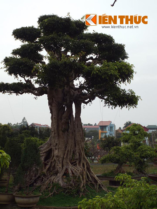 Để có những cây cảnh giá trị trong bộ sưu tập, vị đại gia đã không tiếc công tìm kiếm và đổ tiền của để mua về.