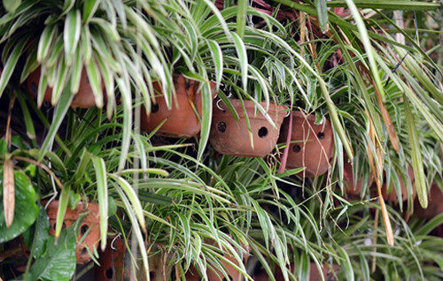 Tuy nhiên, chủ ngôi nhà này cho biết thực tế ngôi nhà chỉ có 1 tầng nhưng do cây leo kín phía ngoài nên ai cũng nhầm tưởng ngôi nhà có 3 tầng.