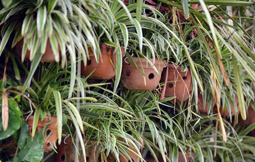 Tuy nhiên, chủ ngôi nhà này cho biết thực tế ngôi nhà chỉ có 1 tầng nhưng do cây leo kín phía ngoài nên ai cũng nhầm tưởng ngôi nhà có 3 tầng.