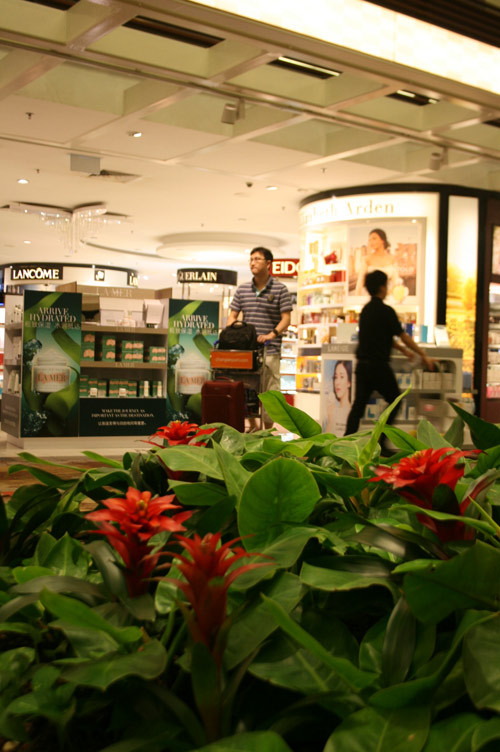 Một góc vườn hoa ngay trong sân bay (bạn có thể thấy đằng sau là cái xe đẩy đặc trưng trong sân bay).