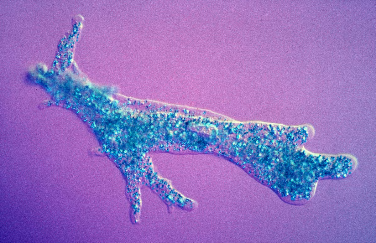 Tuy một số sinh vật dễ xác định là sinh vật sống, nhưng ranh giới giữa sinh vật sống và vô tri rất khó phán đoán vì nhiều sinh vật và cấu trúc hữu cơ. Tuy nhiên, một số đặc trưng chính có thể xác định một số sinh vật sống như khả năng hoạt động, phát triển, thay đổi, sửa chữa và sinh sản. Trong ảnh là trùng amíp (sinh vật nhân sơ đơn bào - dạng sống đơn giản và nguyên thủy nhất) có thể phân đôi, cả hai tế bào đều có thể ăn và trưởng thành rồi lại chia đôi, tất cả chỉ trong vài giờ đồng hồ. Nguồn: biodiversity4all.