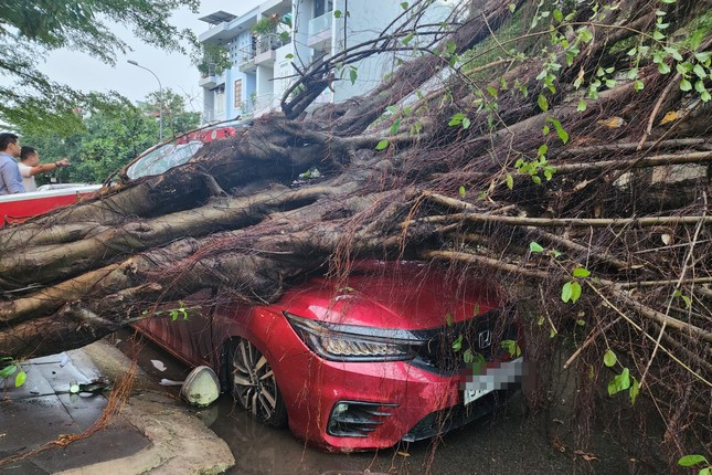 TP HCM: Mua to, cay si lon bat goc, de bep o to-Hinh-2