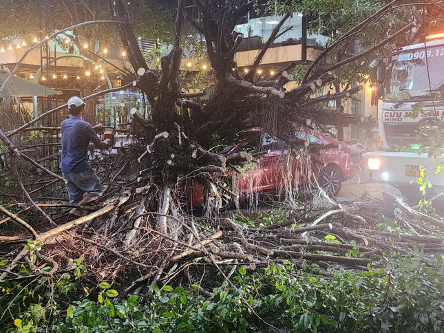 TP HCM: Mua to, cay si lon bat goc, de bep o to-Hinh-3