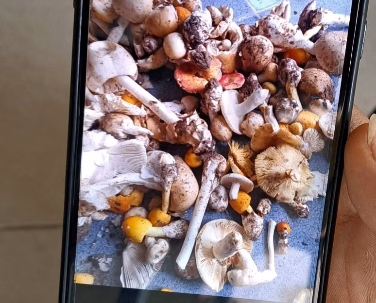 Hai tre o Tay Ninh nhap vien sau khi an nam co hinh thu la