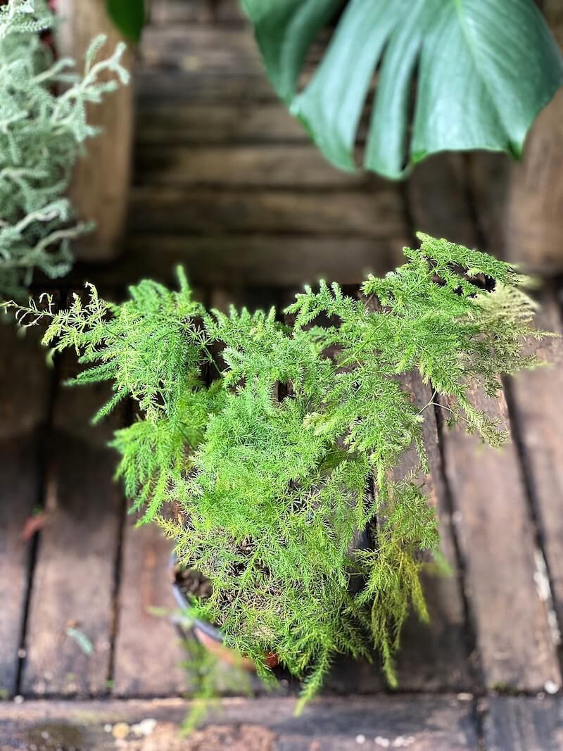 Cây cảnh này tượng trưng cho sự vĩnh cửu, bất biến nên thường được sử dụng trong đám cưới. Nó là biểu tượng của hôn nhân hạnh phúc, ngọt ngào và tình yêu vĩnh cửu. Đặt một chậu cây cảnh này trong phòng ngủ để thể hiện những lời chúc vĩnh cửu của vợ chồng.