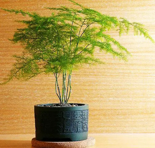  Cây cảnh này được gọi là vân phiến trúc hoặc măng tây cảnh có tên khoa học là Asparagus setaceus và tên tiếng Anh là Asparagus fern thuộc gia đình Măng tây (Asparagaceae).