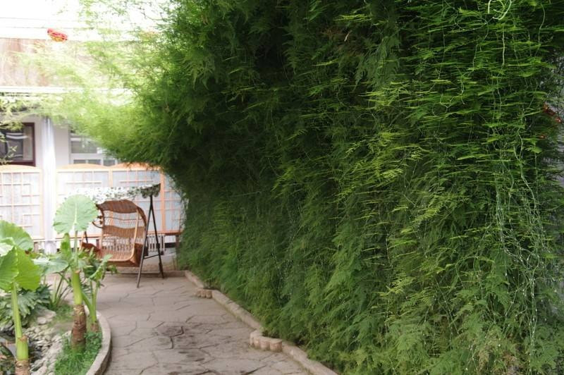 7. Thu hút sự giàu có và may mắn: Vân phiến trúc được cho là thu hút sự giàu có và thịnh vượng trong kinh doanh. Đặc điểm hình thái và màu sắc của nó lần lượt tượng trưng cho “sự thăng tiến và phú quý” và “tươi mát, thoải mái, bình an” trong phong thủy, giúp cải thiện vận may cho ngôi nhà.